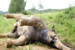 สลด! ช้างหิวโซ ดอดมากินพืช โชคร้ายเจอสารพิษ ล้มอนาถ