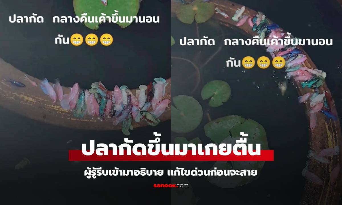 เกิดอะไรขึ้น? "ฝูงปลากัด" พากันขึ้นมาเกยตื้นบนขอบอ่าง ผู้รู้มาอธิบาย รีบแก้ไขด่วน (มีคลิป)