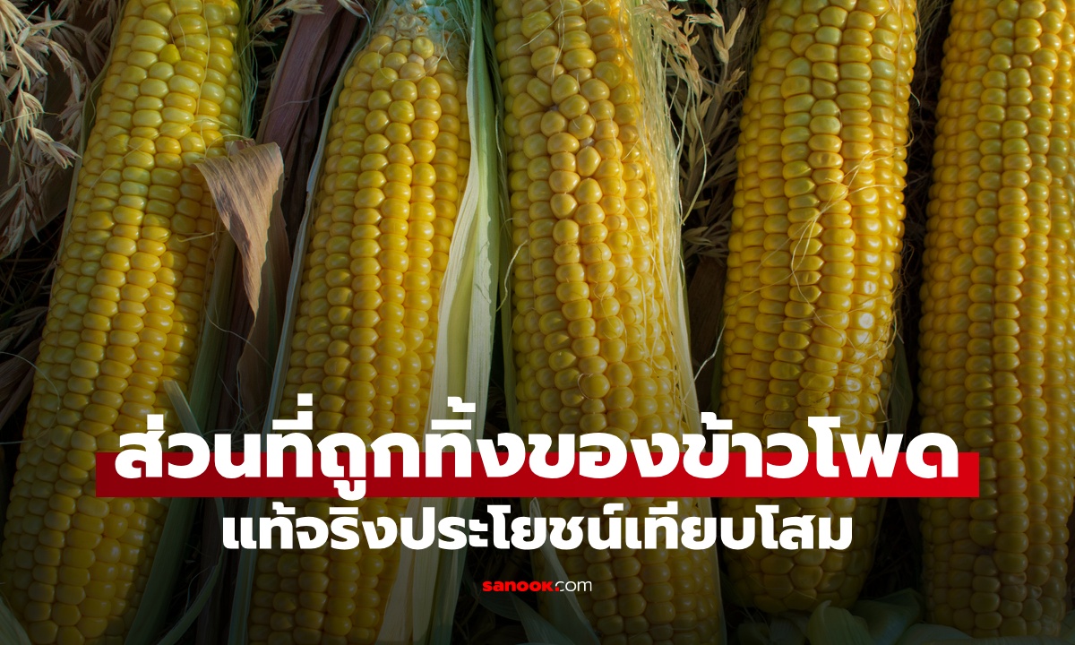 ส่วนนี้ของ "ข้าวโพด" ที่มักถูกทิ้ง แท้จริงประโยชน์เทียบโสม ช่วยบำรุงตับ ล้างสารพิษ