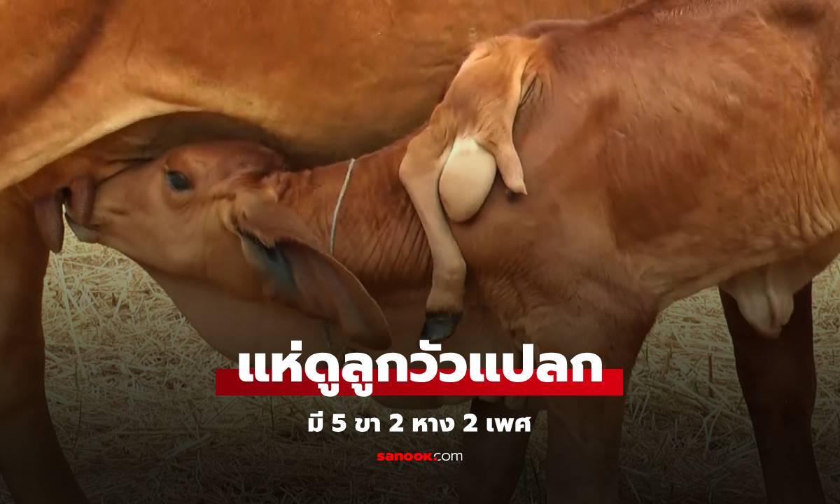 แห่ดู "ลูกวัวประหลาด" มี 5 ขา 2 หาง 2 เพศ เจ้าของเล่าความฝันก่อนแม่วัวคลอด