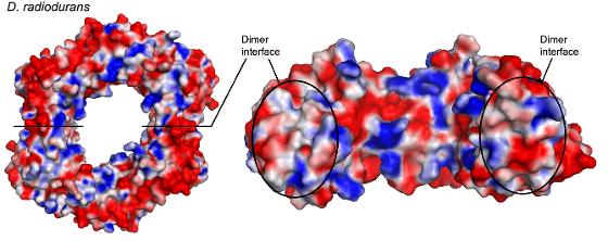 drbetaclamplian