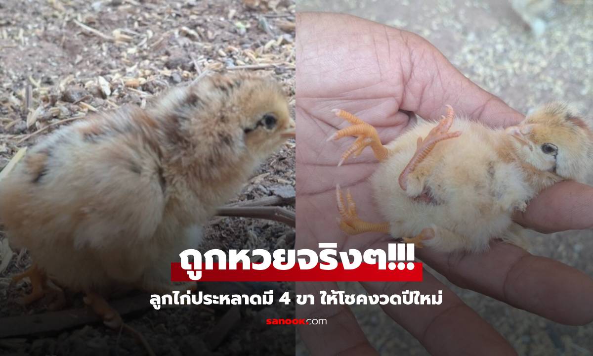 ฮือฮา ลูกไก่ประหลาดมี 4 ขา ให้เลขเจ้าของ "ถูกหวย" รวยประเดิมต้นปี ลั่นจะเลี้ยงจนแก่ตาย!!!