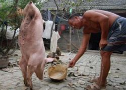 พิสดาร! หมูพิการใจแกร่งเดิน2ขาตั้งแต่เกิด