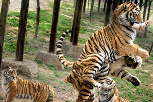 คนดูแลสวนสัตว์จีนถูกเสือทำร้ายจนเสียชีวิต