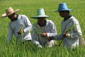 สำนักงานสถิติแห่งชาติระบุคนไทยมีงานทำเพิ่มขึ้นในภาคเกษตรกรรรม