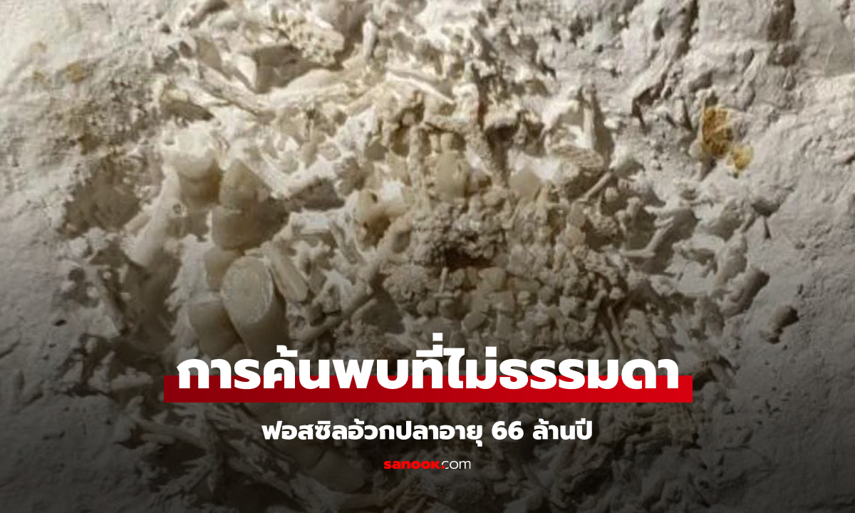 ยุคไดโนเสาร์! นักสำรวจมือสมัครเล่นค้นพบฟอสซิลอ้วกปลาอายุ 66 ล้านปี