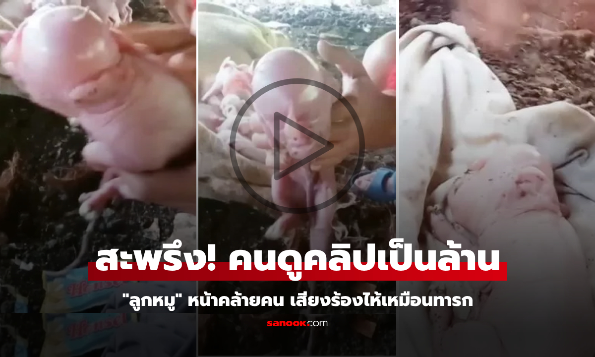 เจ้าของสะพรึงสุดขีด! แชร์คลิปลูกหมูคลอดมา "หน้าคล้ายมนุษย์" เสียงร้องไห้เหมือนทารก