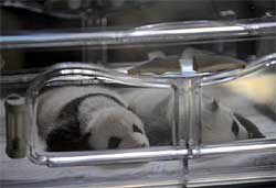 เปิดตัว!ลูกหมีแพนด้าแฝด สวนสัตว์มาดริด