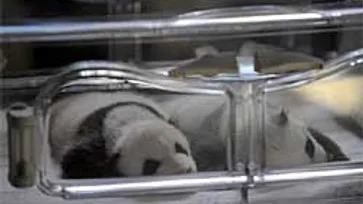 เปิดตัว!ลูกหมีแพนด้าแฝด สวนสัตว์มาดริด