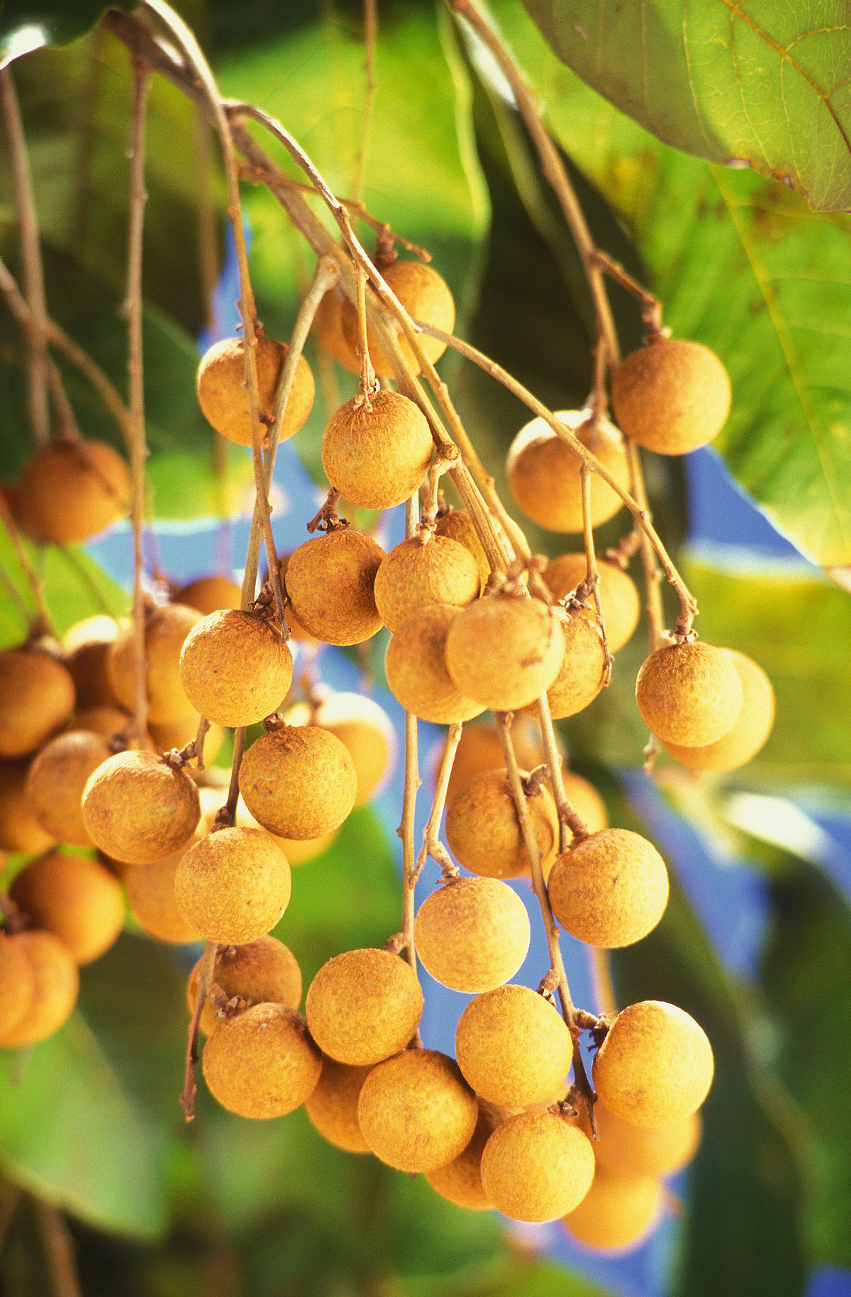 1200px-dimocarpus_longan_frui