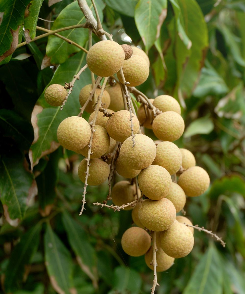 2020-05-05-longan-fruit-tree