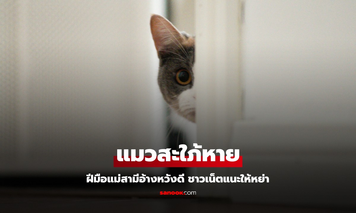 สะใภ้สุดทน "แมวหาย" ที่แท้ฝีมือแม่สามี อ้าง "หวังดี" ชาวเน็ตรู้พฤติกรรมแนะนำให้หย่า