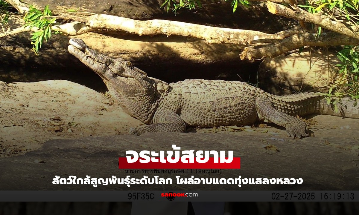 ภาพหายาก "จระเข้สยาม" โผล่อาบแดดกลางทุ่งแสลงหลวง สัตว์ใกล้สูญพันธุ์ระดับโลก