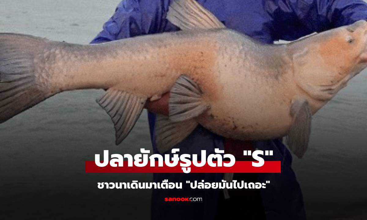 จับปลาใหญ่หนัก 50 กก. แต่ลำตัวโค้งเป็นตัว S ชาวนาเดินมาพูดทันที "ปล่อยมันไปเถอะ"