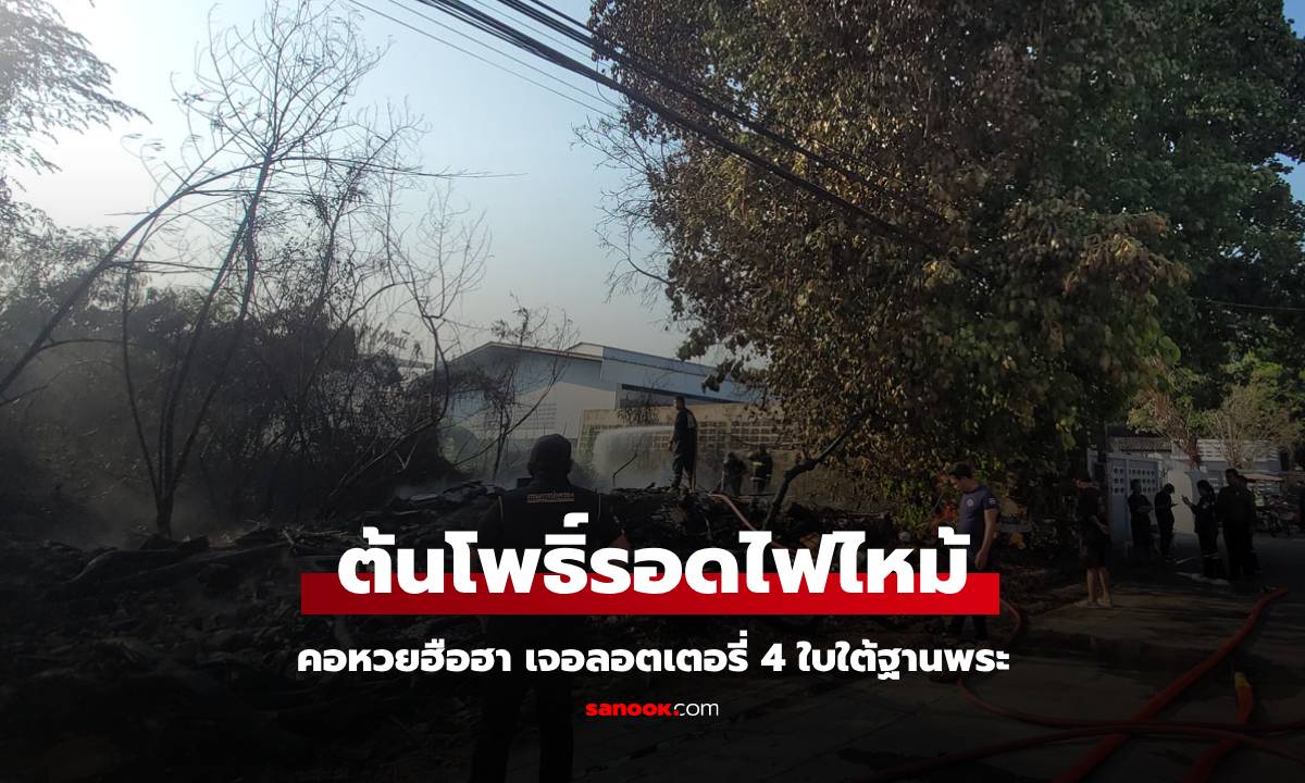 ปาฏิหาริย์ "ต้นโพธิ์" รอดไฟไหม้ป่าหญ้า ทั้งที่รอบๆ วอด ใต้ฐานพระเจอหวย 4 ใบ