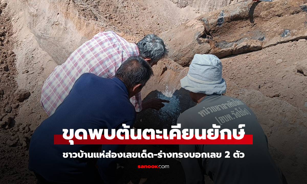 ขุดพบ "ต้นตะเคียนยักษ์" 3 ต้น ฝังอยู่ใต้ดิน ร่างทรงบอกเลข 2 ตัว ลั่นงวดนี้มาแน่!