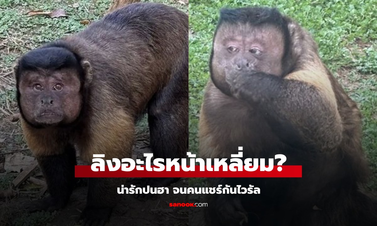 ไอ้ต้าว "ลิงหน้าเหลี่ยม" ไวรัลไปทั่ว เพราะหน้ามันเป็นสี่เหลี่ยมจริงๆ สรุปคือลิงอะไร?
