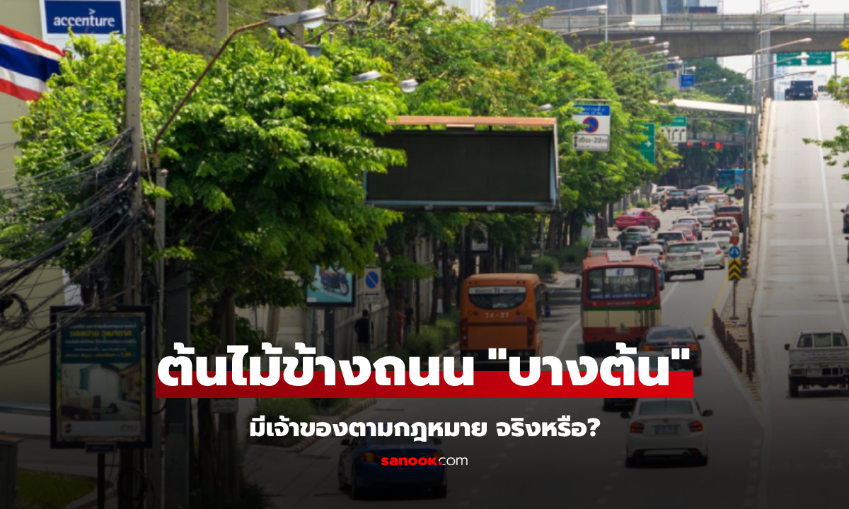 คนไทยรู้ยัง? ต้นไม้ข้างถนน "บางต้น" มีเจ้าของ ขึ้นทะเบียนถูกกฎหมาย ใครจะตัดไม่ได้ง่ายๆ