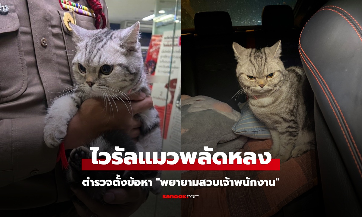 ไวรัลแมวหลง "ผู้กองดา" โพสต์ตามหาเจ้าของ น้องโดนข้อหา "พยายามสวบเจ้าพนักงาน"