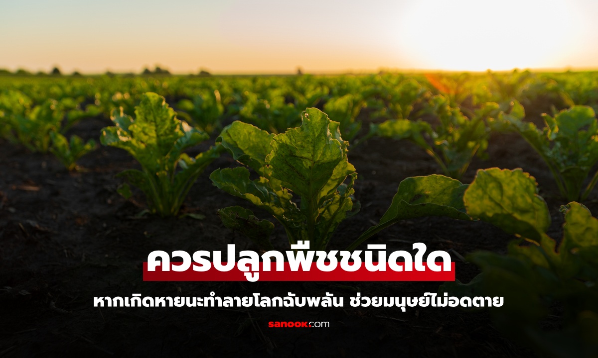 นักวิจัยเผยควรปลูก "พืช" ชนิดใด? ช่วยให้มนุษย์ไม่อดตาย หากเกิดหายนะทำลายโลก