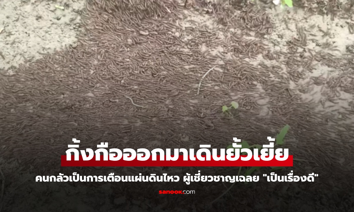 "กิ้งกือ" โผล่ยั้วเยี้ยนับหมืน คนกลัวมาเตือนแผ่นดินไหว ผู้เชี่ยวชาญเฉลย "เป็นเรื่องดี"