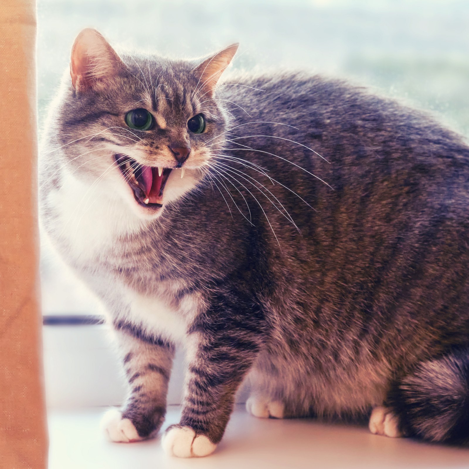 stock-photo-angry-cat