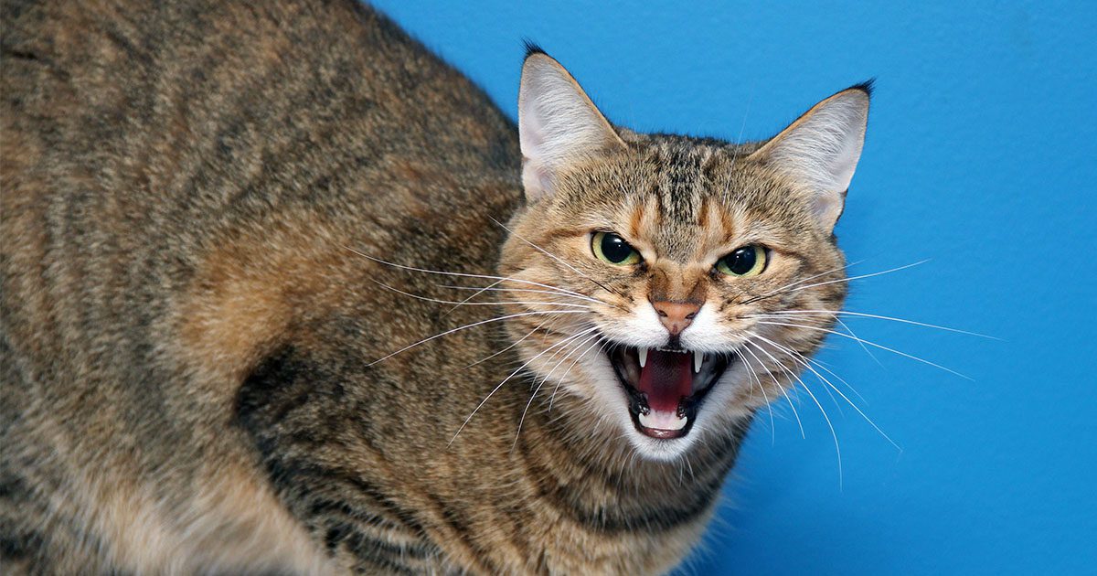 upset-house-cat-101420