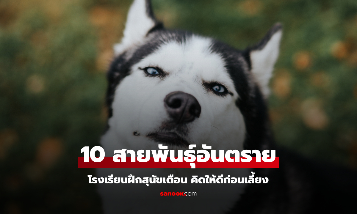 กูรูต่างชาติจัดอันดับ สุนัข 10 สายพันธุ์ "อันตรายที่สุด" บางข้อแทบไม่อยากจะเชื่อ