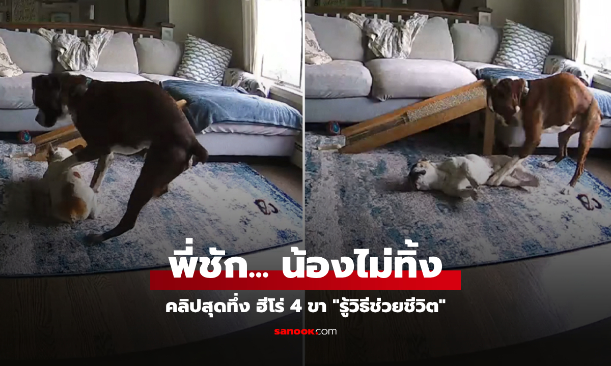 หมาฮีโร่! เพิ่งเคยเห็นพี่ชักครั้งแรก ไม่เคยเรียนแต่ "รู้วิธีช่วยชีวิต" กลายเป็นคลิปไวรัลเหลือเชื่อ