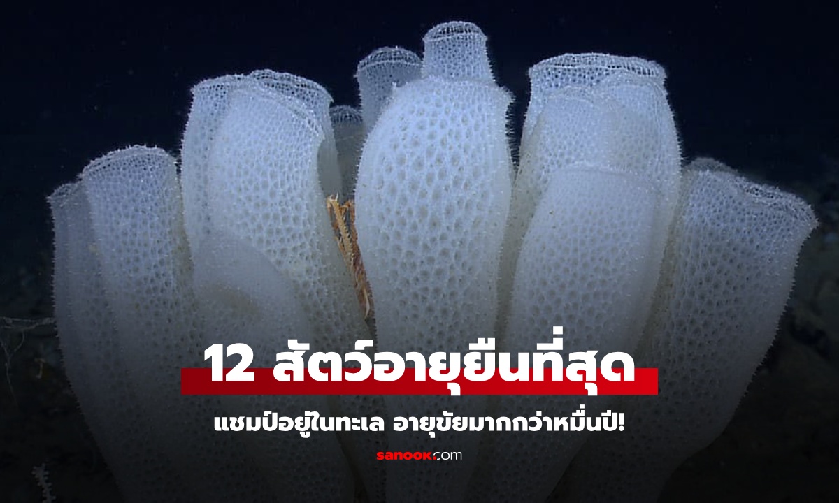 เปิด 12 อันดับ สัตว์อายุยืนที่สุดในธรรมชาติ แชมป์อยู่ในทะเล อายุขัยมากกว่าหมื่นปี