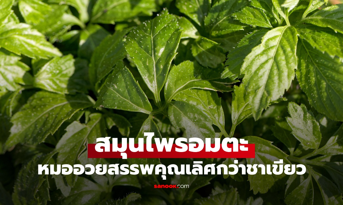หมอนิวยอร์กอวย "สมุนไพรอมตะ" สรรพคุณเลิศกว่าชาเขียว ประโยชน์ยาวเป็นหางว่าว