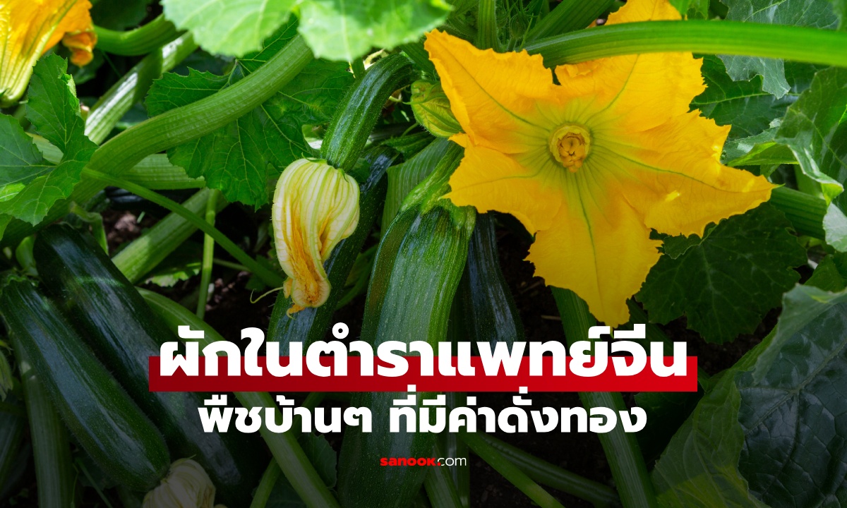 เปิดตำราแพทย์จีน ผักบ้านๆ ที่คุ้นเคย ประโยชน์ดั่งทองคำ หมอสมัยใหม่ยืนยันสรรพคุณ