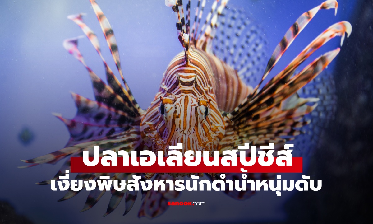 "เงี่ยงพิษ" สังหารหนุ่มนักดำน้ำวัย 25 ดับคาเรือ ปลาทะเลเอเลียนสปีชีส์ สวยอันตราย