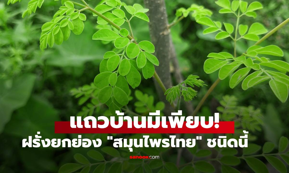 ฝรั่งวิจัยพบ "สมุนไพรไทย" ใกล้ตัว ยกให้เป็น Super Food ประโยชน์มหาศาล ไม่รู้มาก่อน