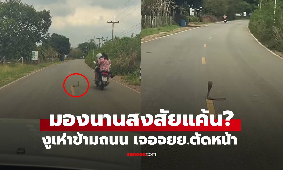 เท้าเอววีนแล้ว! "งูเห่า" ข้ามถนน เจอจยย.ตัดหน้า มองนานเหมือนจ้องทะเบียนอะไร (มีคลิป)