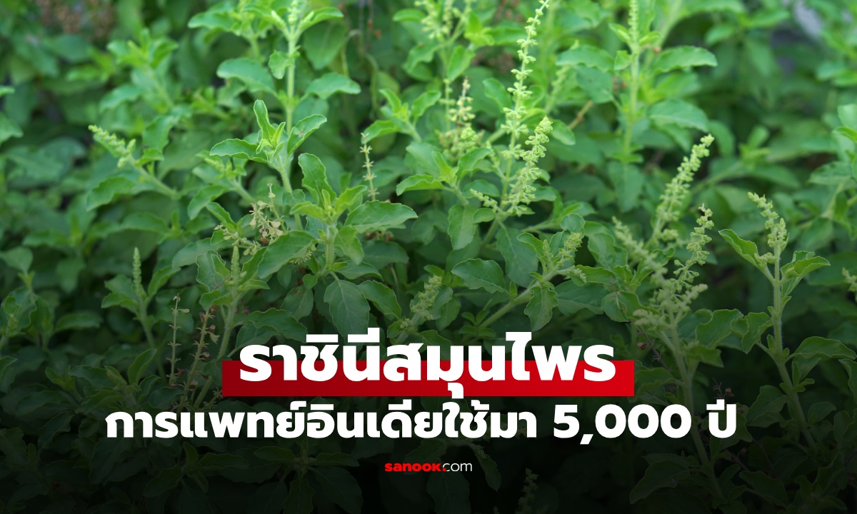 "ราชินีสมุนไพร" ผักที่คนไทยคุ้นเคย ประโยชน์เยอะแต่คนไม่รู้ แพทย์อินเดียใช้มา 5,000 ปี
