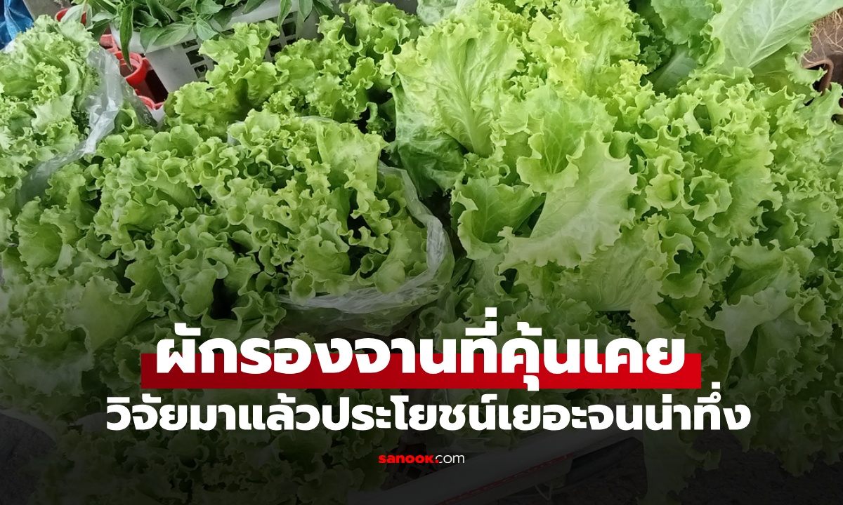วิจัยมาแล้ว "ผักรองจาน" ชนิดนี้ที่หลายคนมองข้าม ราคาถูก ประโยชน์เยอะจนน่าทึ่ง