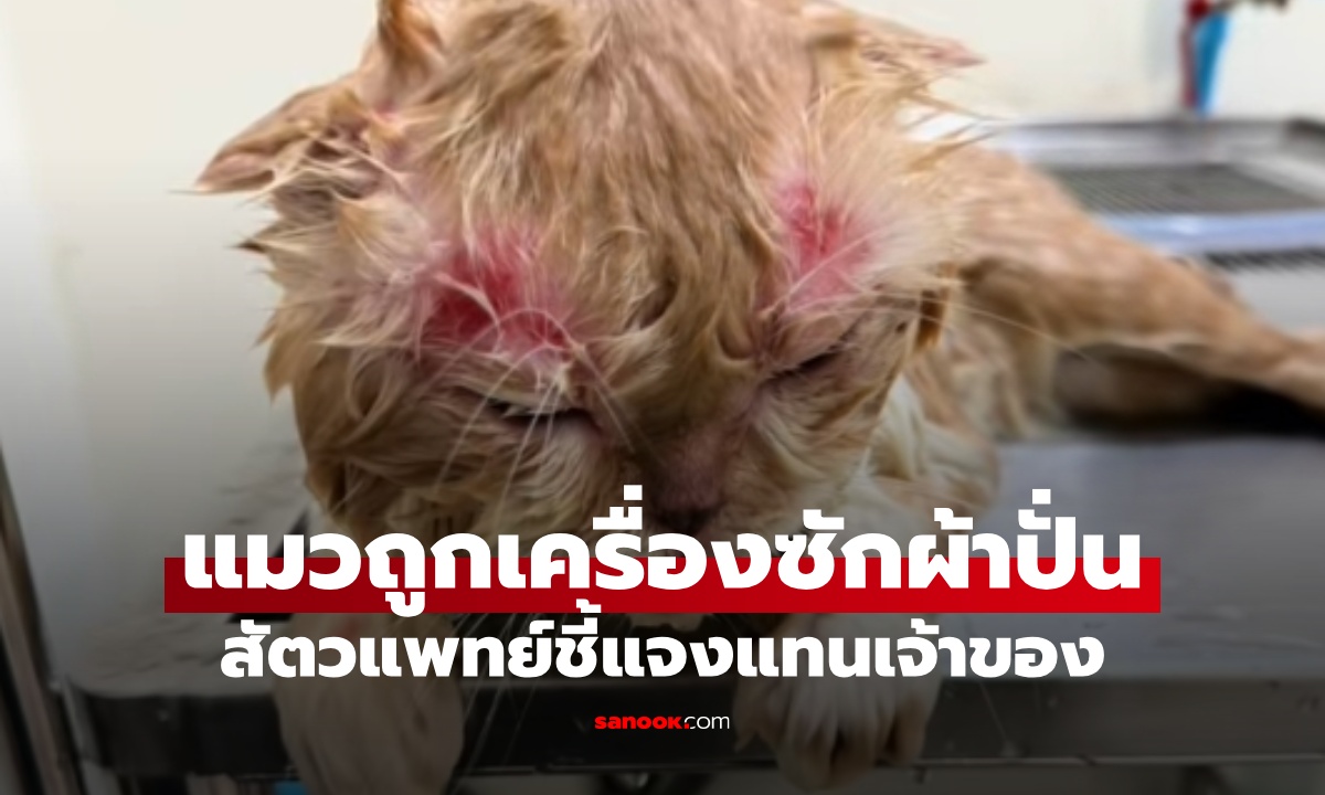 บีบหัวใจ แมวถูกปั่นในเครื่องซักผ้า สัตวแพทย์ชี้แจงแทนเจ้าของ ชาวเน็ตโปรดฟังก่อน!