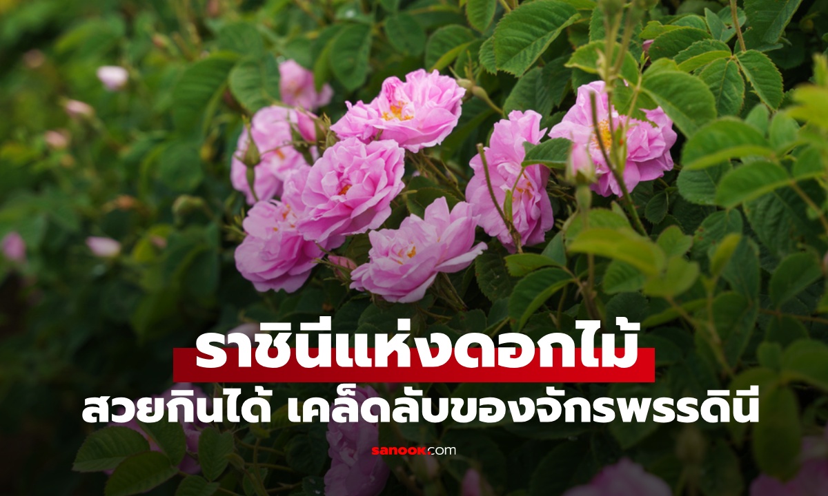 เปิดสรรพคุณ "ราชินีแห่งดอกไม้" ความงามที่กินได้ เคล็ดลับของบูเช็กเทียน-ซูสีไทเฮา