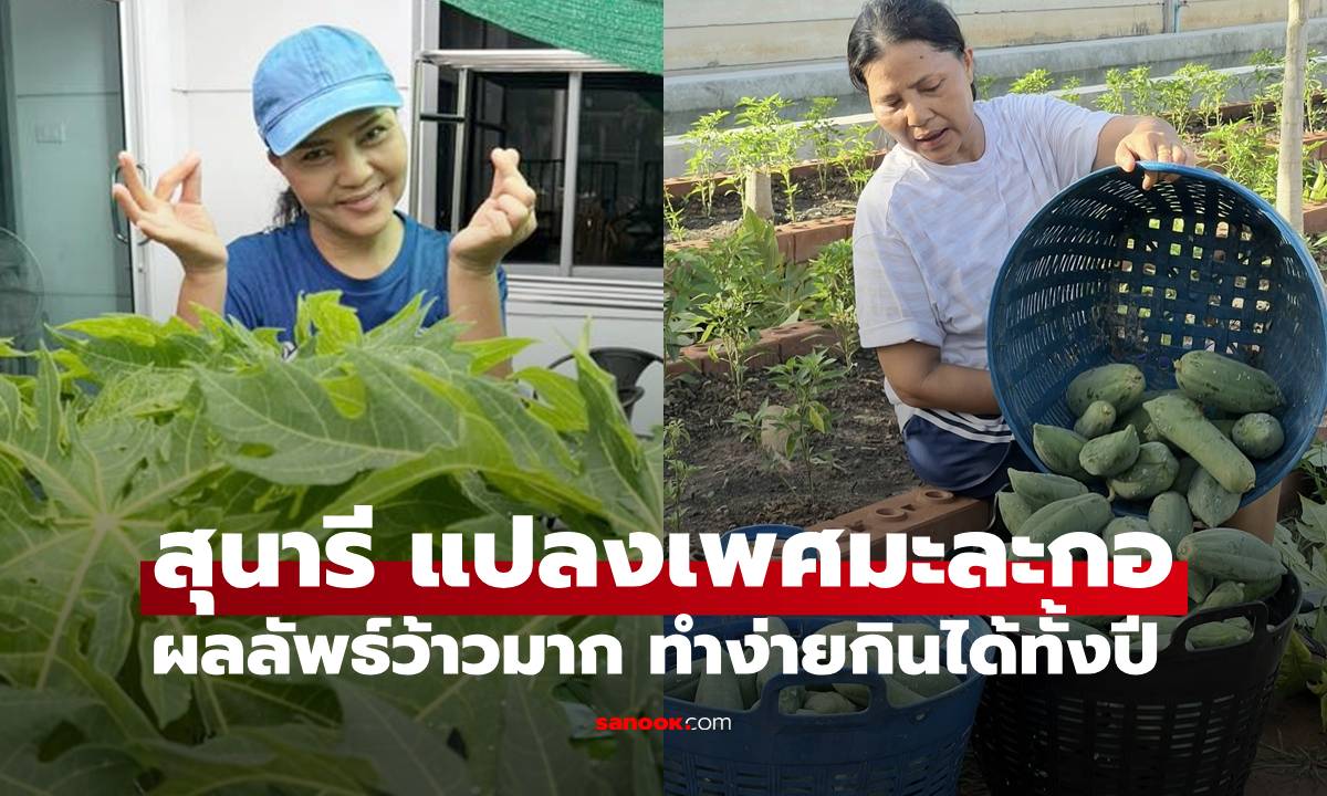 "สุนารี" เผยวิธีแปลงเพศต้นมะละกอ เห็นผลลัพธ์แล้วว้าวมาก พืชปลูกง่ายกินได้ตลอดปี
