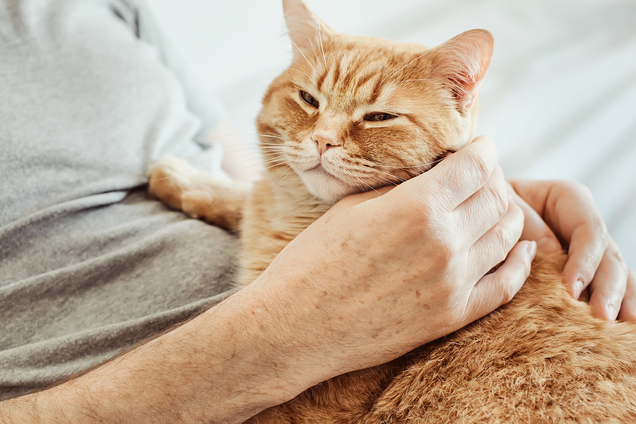 bigstock-big-red-cat-lie-on-t