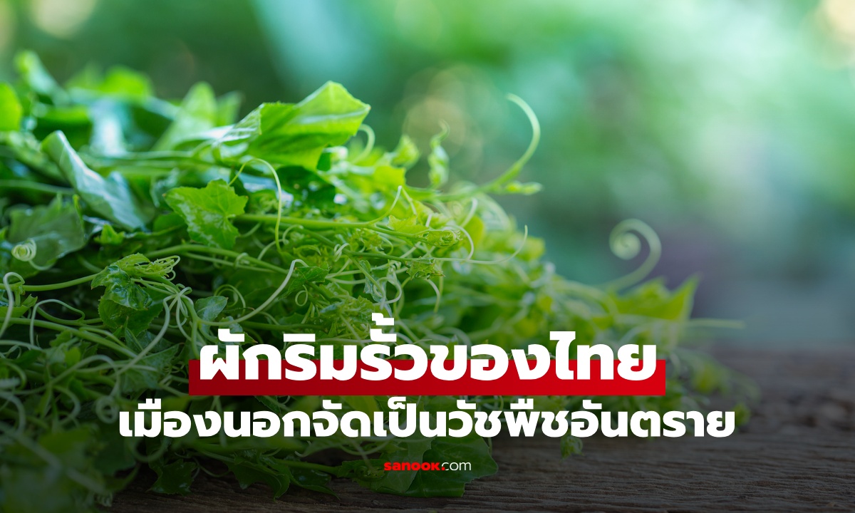 "ผักริมรั้ว" ที่คนไทยคุ้นเคย สรรพคุณสารพัด แต่เมืองนอกจัดเป็น "วัชพืชอันตราย"