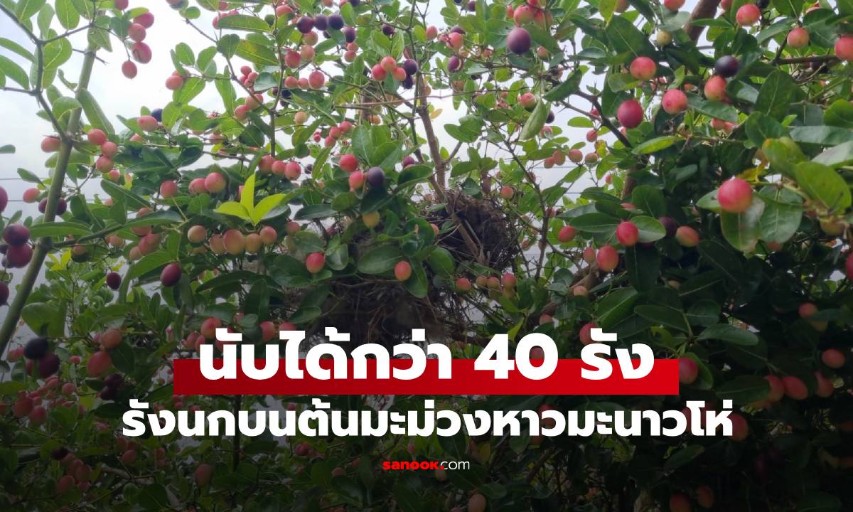 สุดแปลก นกทำรังบนต้นมะม่วงหาวมะนาวโห่ บ้านยายวัย 78 ต้นเดียวกว่า 40 รัง