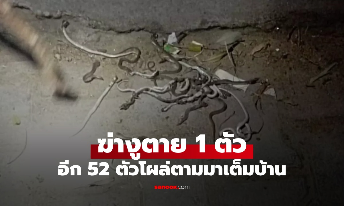 ชายฆ่างูตาย 1 ตัว สุดช็อกเจออีก 52 ตัว เลื้อยตามมายั้วเยี้ยเต็มบ้าน สุดท้ายจบไม่สวย