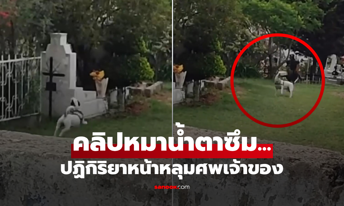 เยี่ยมพ่อที่สุสาน จู่ๆ สุนัขแสนรัก "ทำท่านี้" กระทันหัน ลูกสาวมองตาค้าง ชาวเน็ตยังน้ำตาซึม!