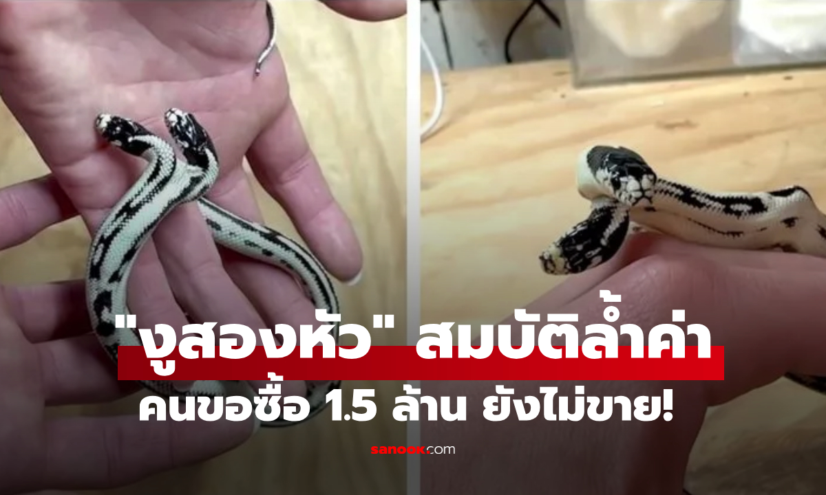 สุดหายาก! “งูสองหัว” นักสะสมเสนอซื้อ ทุ่มเงินสด 1.5 ล้าน แต่เจ้าของมีเหตุผลที่ "ไม่ขาย"