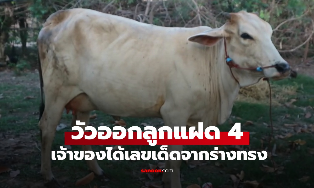 วัวออกลูกแฝด 4 ตัว เจ้าของฝันแปลก เชื่อเป็นลางโชคลาภ คนแห่บูชาได้เลขเด็ดจากร่างทรง