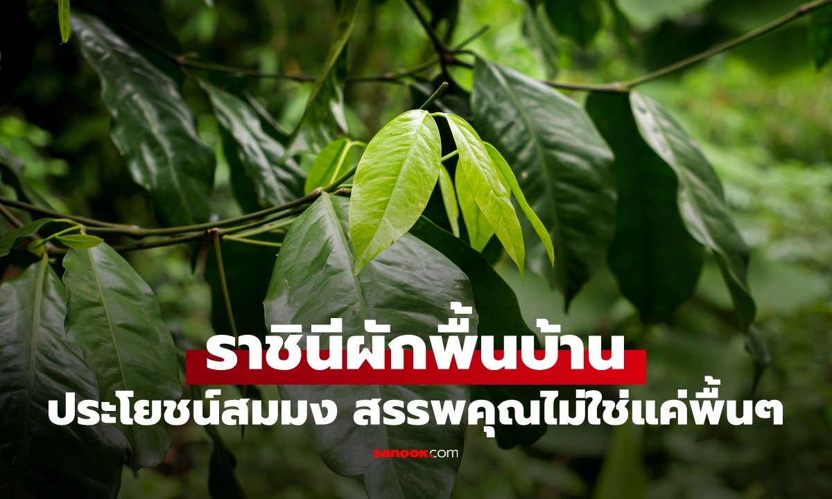 สมมง! "ราชินีผักพื้นบ้าน" ใบอร่อยไม่ขม สรรพคุณไม่ใช่แค่พื้นๆ ต้านมะเร็ง แคลเซียมสูง