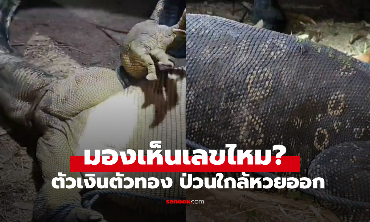 วุ่น! ตัวเงินตัวทองอกหัก บุกกินไก่แทบหมดเล้า เจ้าของ "ส่องเลขบนตัว" คืนทุนวันหวยออก