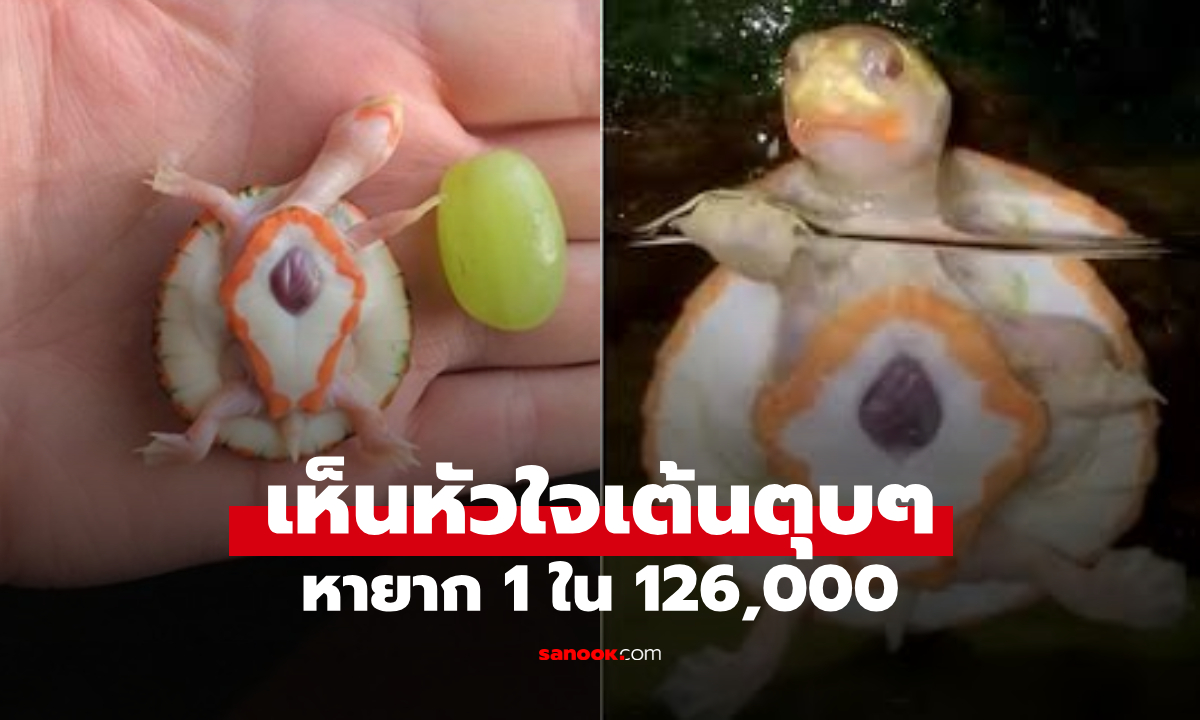 คลิป "หัวใจเต่า" เต้นตุบๆ อยู่นอกตัว ย้อนเรื่องจริง "Hope" สัตว์ป่วยหายาก 1 ใน 126,000